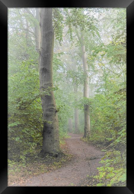 Foggy Morning Woods Framed Print by Antony McAulay