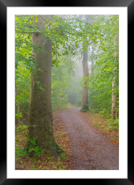 Foggy Morning Woodlands Framed Mounted Print by Antony McAulay