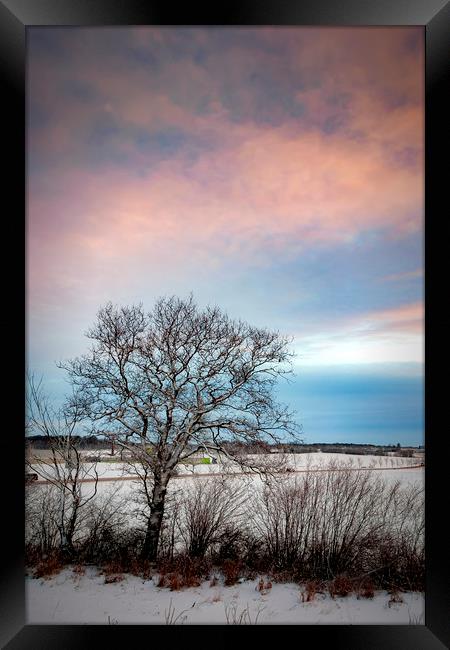 Lonely Winter Tree at Sunrise Framed Print by Antony McAulay
