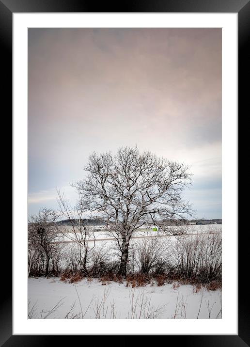 Lonely Winter Tree Framed Mounted Print by Antony McAulay
