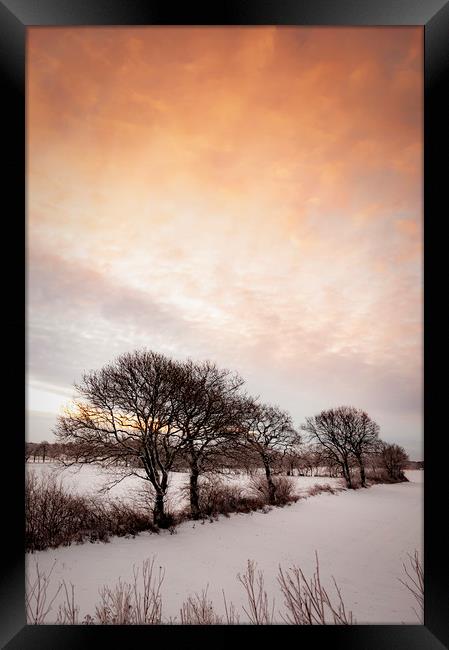Lonely Winter Treeline at Sunrise Framed Print by Antony McAulay