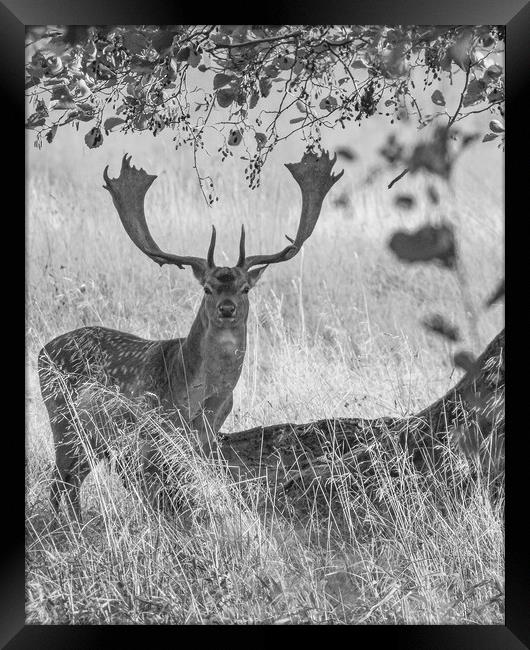 Dyrehaven Deer Park AD Framed Print by Antony McAulay