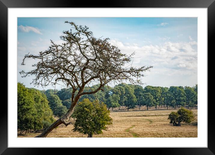 Dyrehaven Deer Park Overview Framed Mounted Print by Antony McAulay