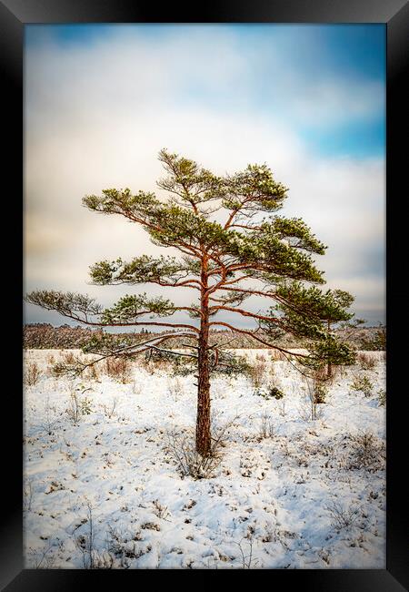 Lonely Tree in Winter Framed Print by Antony McAulay