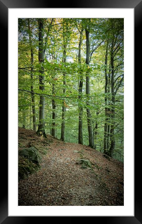 Forest Hiking Way Framed Mounted Print by Antony McAulay