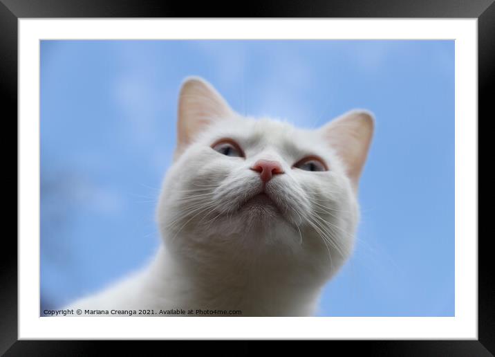 a white cat looking up Framed Mounted Print by Mariana Creanga