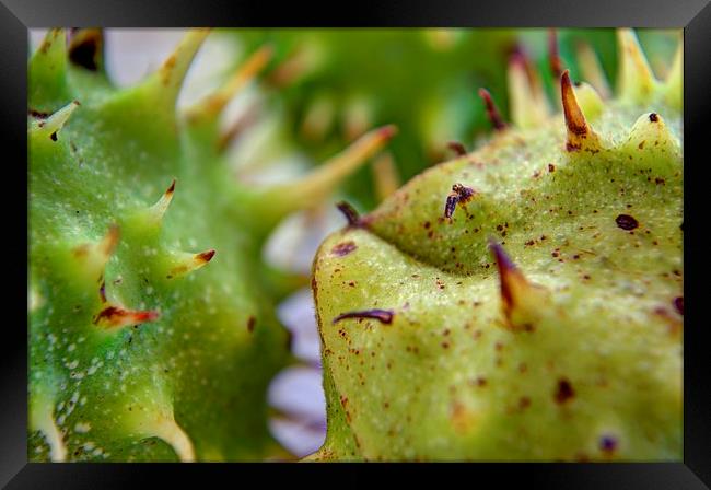 Conkers Framed Print by Andrew Mckinlay