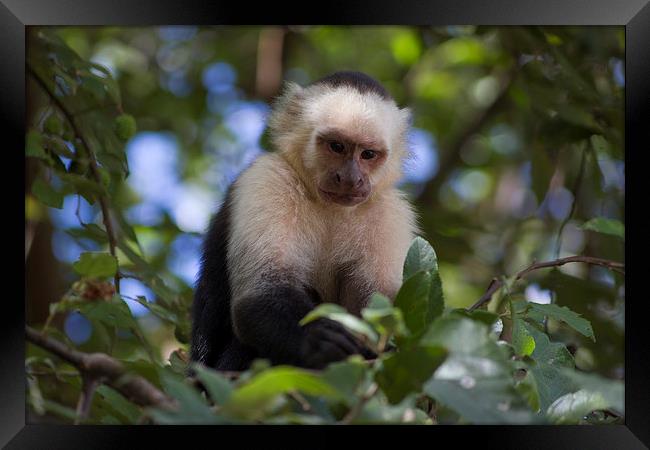 White-faced Capuchin Monkey Nicaragua Framed Print by Kylie Ellway