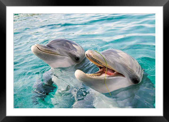 Two Happy Bottle Nosed Dolphins Framed Mounted Print by Kylie Ellway