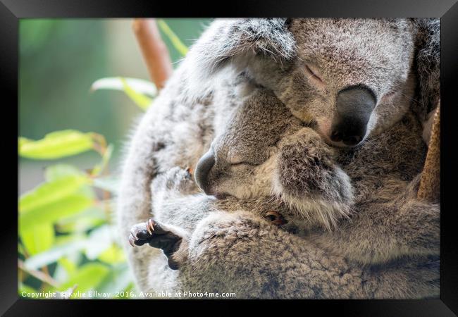 Koala mother and baby joey asleep cuddling Framed Print by Kylie Ellway