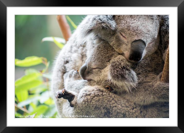 Koala mother and baby joey asleep cuddling Framed Mounted Print by Kylie Ellway