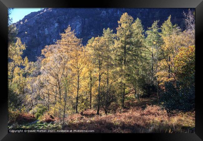 Autumn Trees in the Lake District Framed Print by David Morton