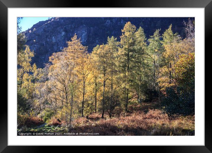 Autumn Trees in the Lake District Framed Mounted Print by David Morton