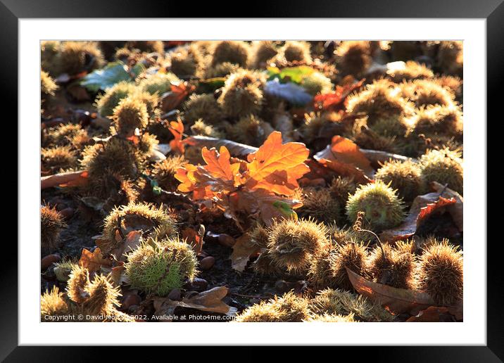 Sweet Chestnuts and leaves. Framed Mounted Print by David Morton