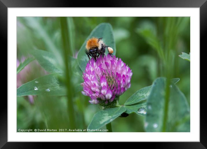 Bee on Clover Framed Mounted Print by David Morton