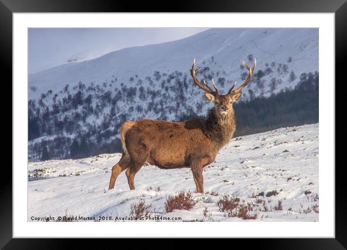 Stag in Winter Framed Mounted Print by David Morton
