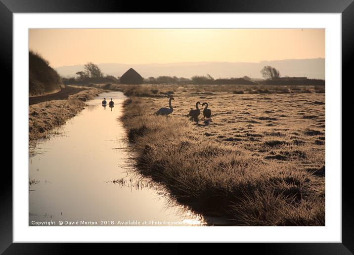 Swans on Braunton Marshes Framed Mounted Print by David Morton