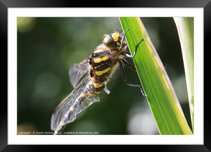 Dragonfly Framed Mounted Print by David Morton