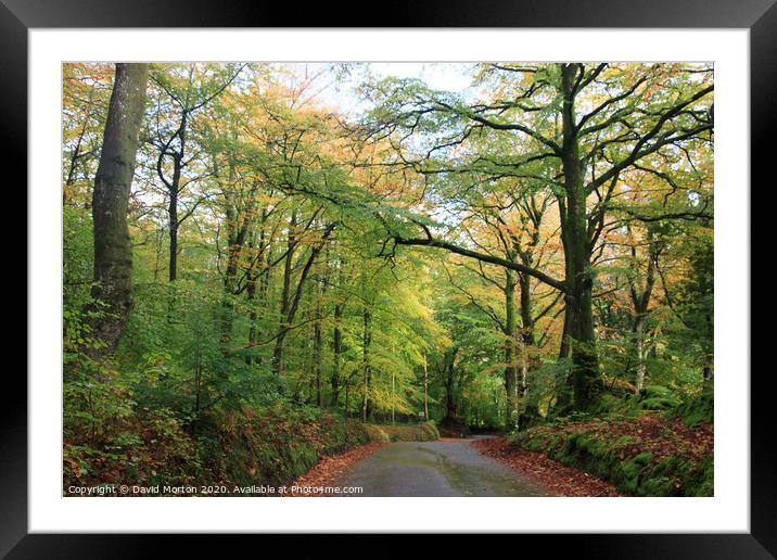 Woodland on the Holnicote Estate in Autumn Framed Mounted Print by David Morton