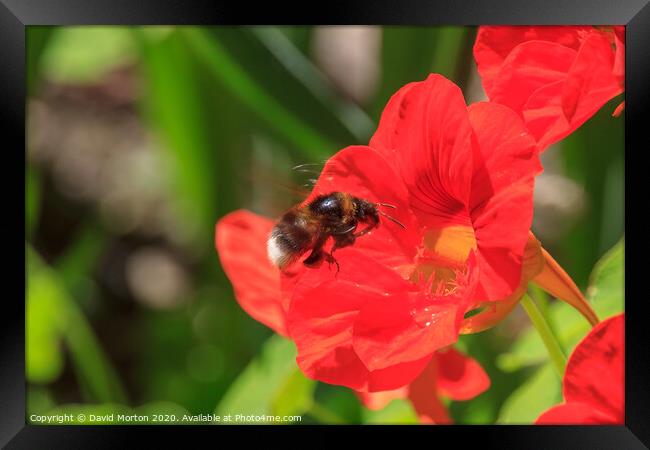Bee Pollinating a Poppy Framed Print by David Morton