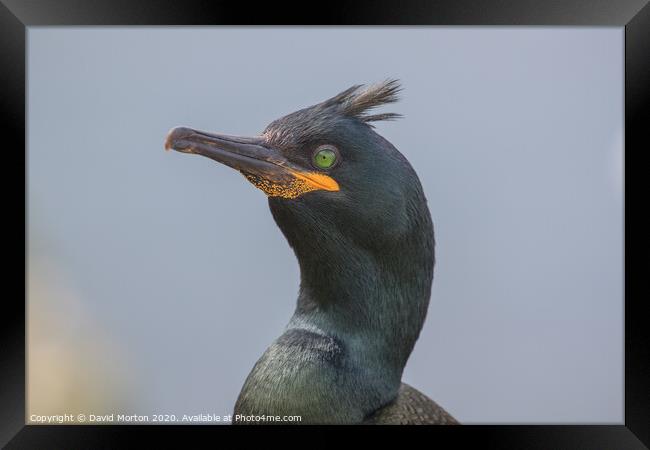 Close up of a Shag on the Island of Lunga. Framed Print by David Morton