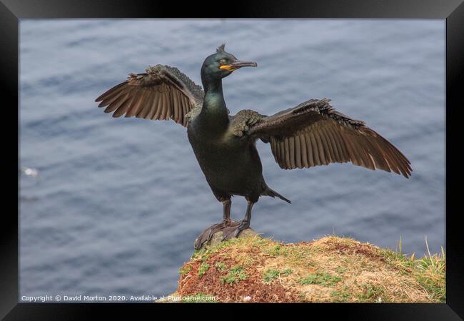 Shag with Wings Spread on the Island of Lunga. Framed Print by David Morton