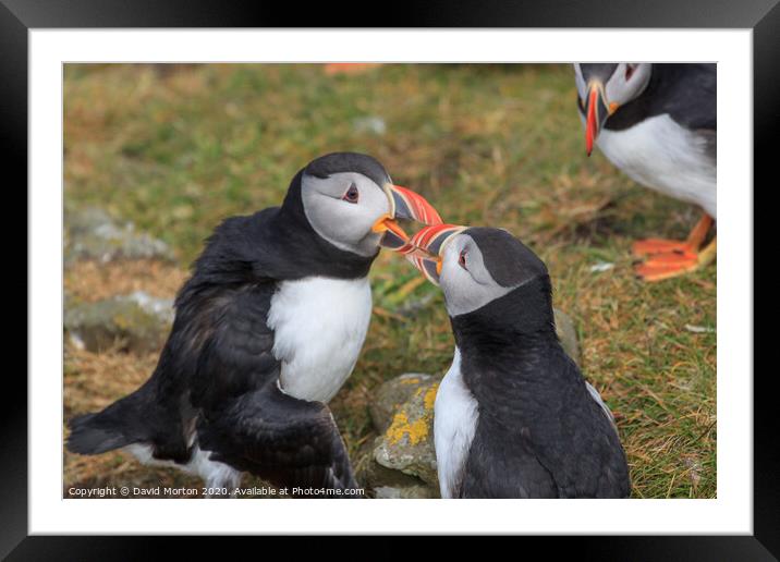 Puffins on the island of Lunga Framed Mounted Print by David Morton