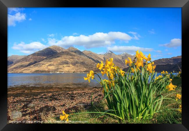 Five Sisters of Kintail  across Loch Duich with Daffodils Framed Print by David Morton