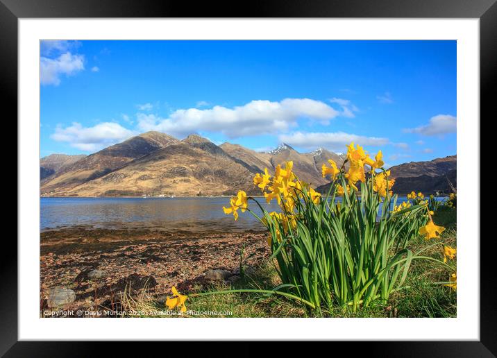 Five Sisters of Kintail  across Loch Duich with Daffodils Framed Mounted Print by David Morton