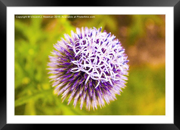 Purple Allium Framed Mounted Print by Vincent J. Newman