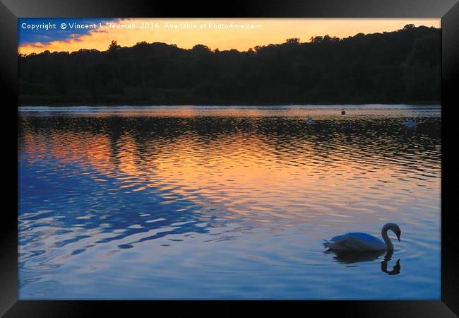 Swan At Sunset, Whitlingham, Norwich, England Framed Print by Vincent J. Newman