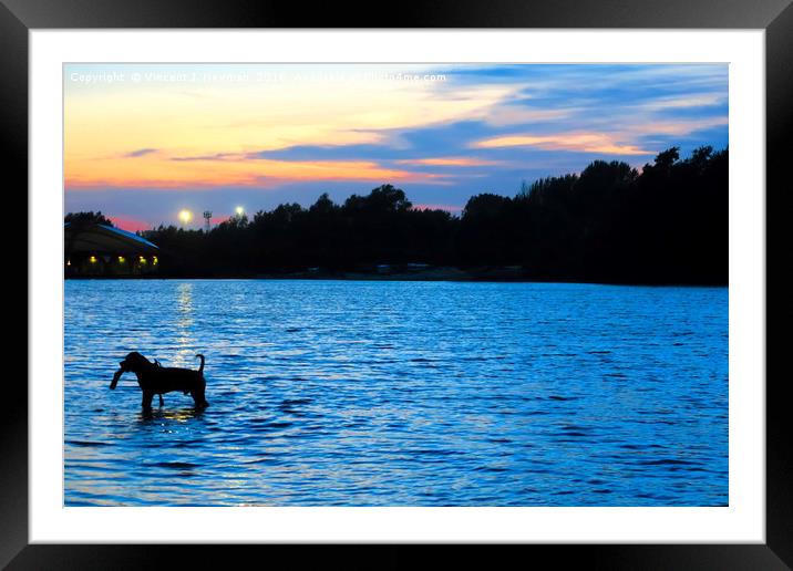 Dog Playing in Whitligham Lake at Sunset, Norwich, Framed Mounted Print by Vincent J. Newman
