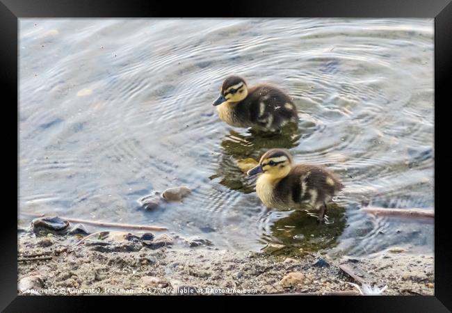 Cute Baby Ducklings Framed Print by Vincent J. Newman
