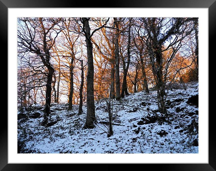 North Devon Woods Framed Mounted Print by James Thomas