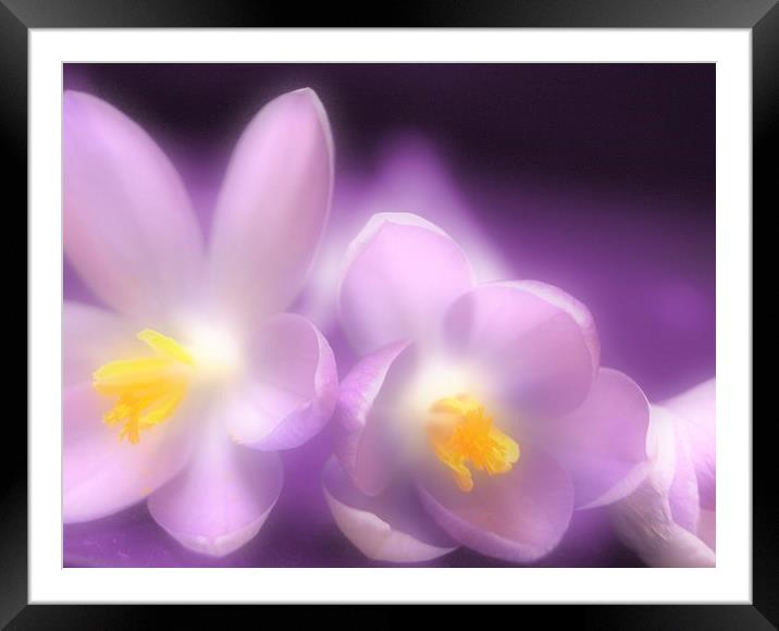 Crocus or Two Framed Mounted Print by Steve Hardiman