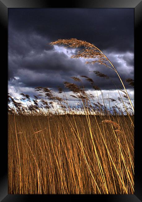 1 Reed in the Wind Framed Print by Steve Hardiman