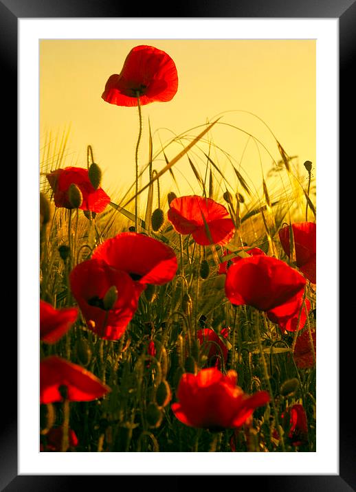 Simply Poppies Framed Mounted Print by Steve Hardiman