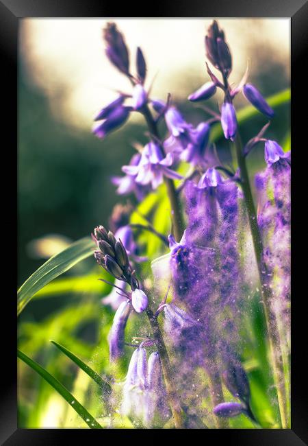 Bluebell Waterfalls Framed Print by Steve Hardiman