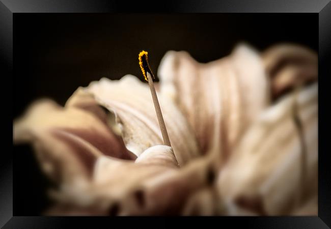 Lilly in close up Framed Print by Steve Hardiman