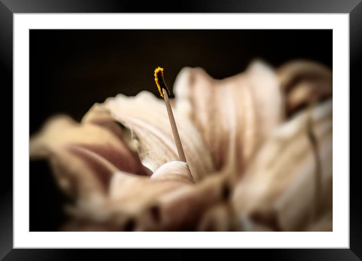 Lilly in close up Framed Mounted Print by Steve Hardiman
