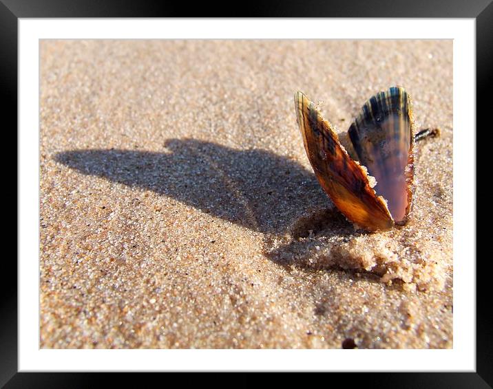 Seashell in shadow Framed Mounted Print by Davina Green