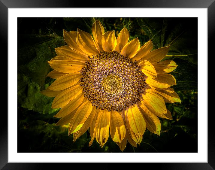 Sunflower Framed Mounted Print by Mike Janik