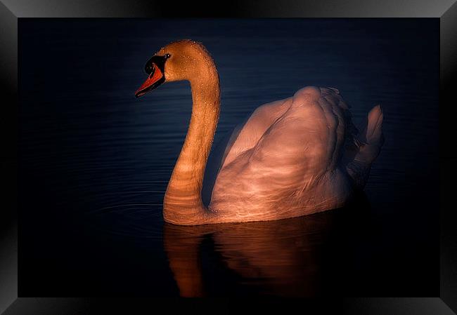 Swan Framed Print by Mike Janik