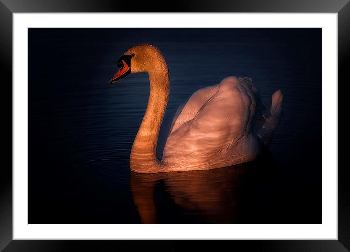 Swan Framed Mounted Print by Mike Janik