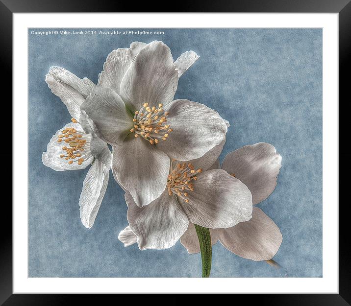 Blossom Framed Mounted Print by Mike Janik