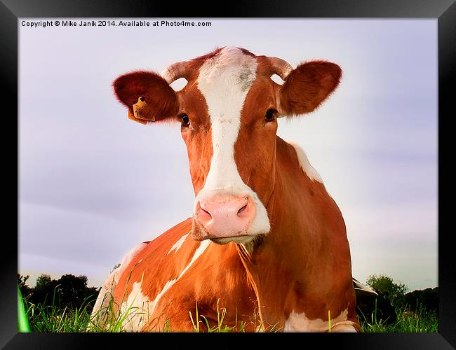 Happy Cow Framed Print by Mike Janik