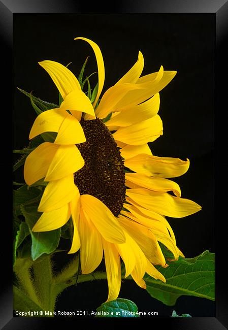 Sunflower Framed Print by Mark Robson