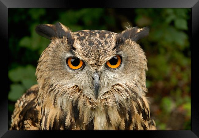 Eurasian Eagle Owl Framed Print by Mark Robson