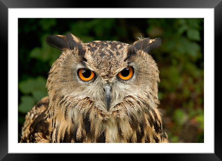 Eurasian Eagle Owl Framed Mounted Print by Mark Robson