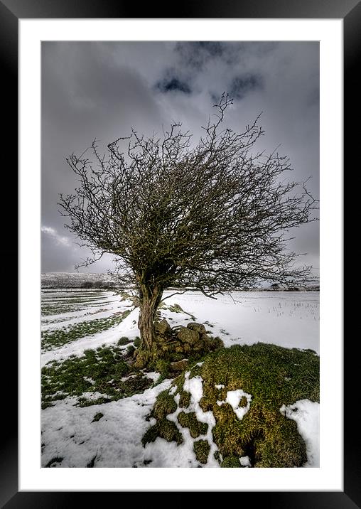 Windswept Framed Mounted Print by Mark Robson